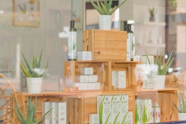 l'aloe vera et ses utilisations
